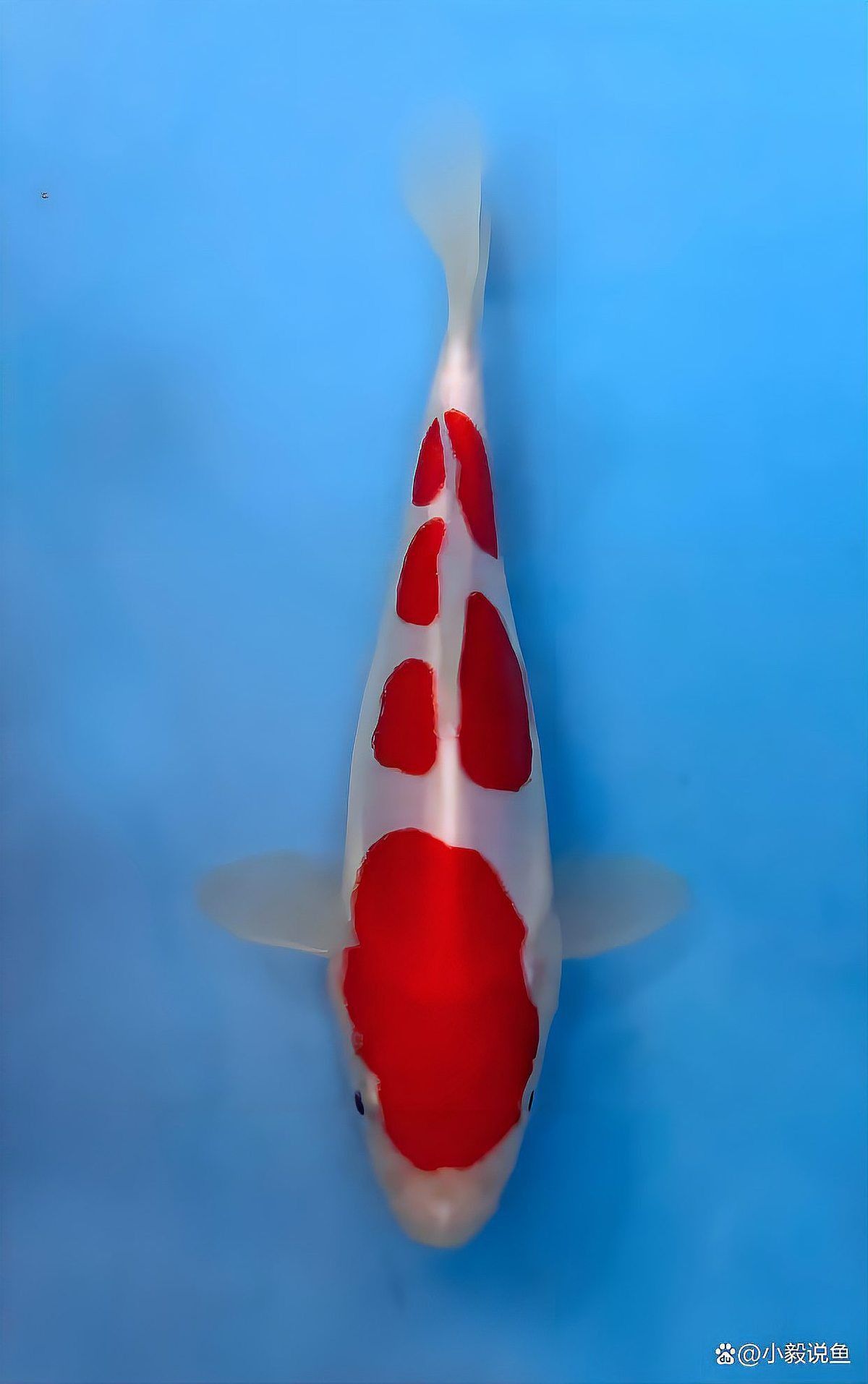 藍帆五間魚脫變最簡單三個步驟圖片詳解