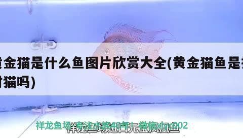 金貓魚俗稱三種魚 龍魚百科 第1張 金貓魚俗稱三種魚 金貓魚俗稱三種魚 龍魚百科 第1張
