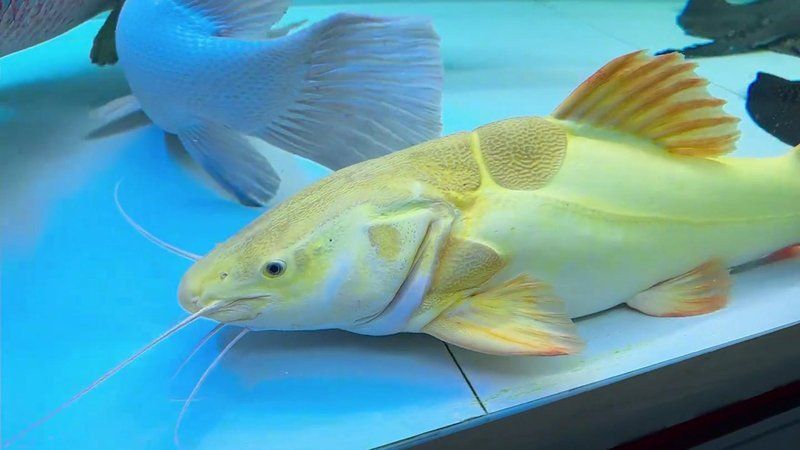 金貓魚俗稱三種魚 龍魚百科 第2張 金貓魚俗稱三種魚 金貓魚俗稱三種魚 龍魚百科 第2張