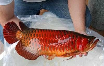 紅背金龍魚價格表：紅背金龍魚價格表對不起，紅背金龍魚價格表，請注意 紅背金龍魚價格表：紅背金龍魚價格表對不起，紅背金龍魚價格表，請注意 龍魚百科 第3張