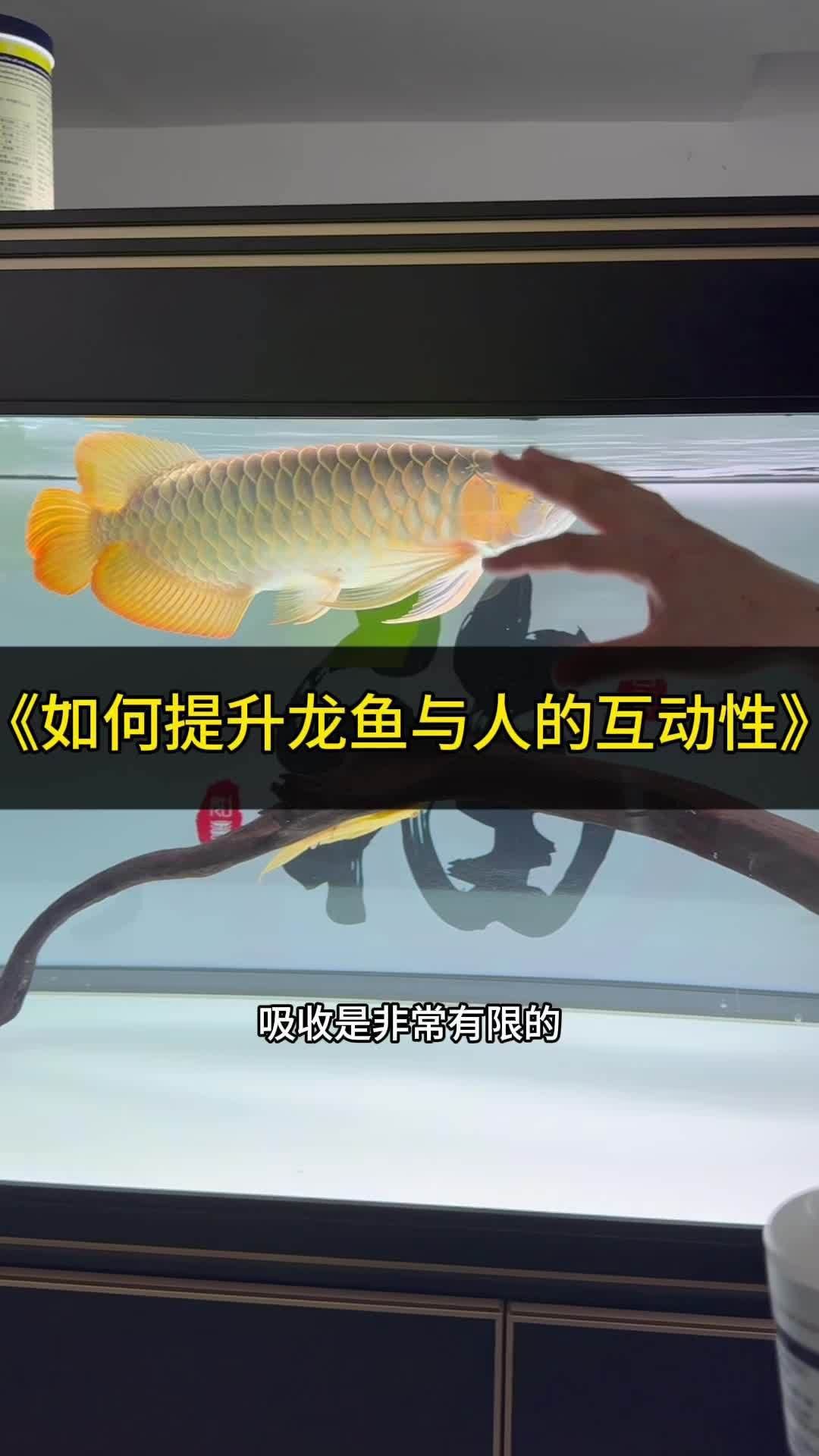 如何培養(yǎng)紅龍魚與主人的互動？ 如何培養(yǎng)紅龍魚與主人的互動？ 龍魚百科 第5張
