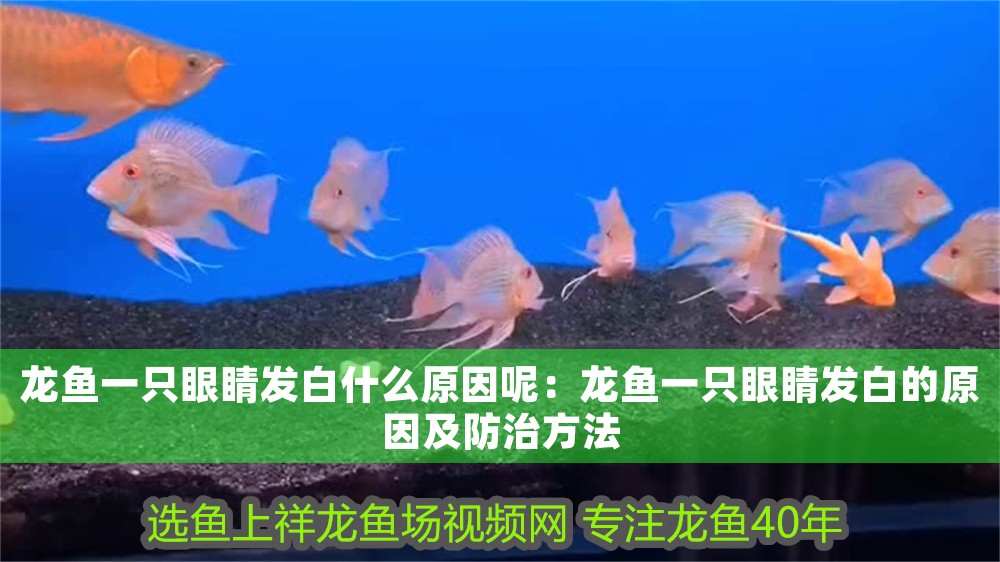 龍魚一只眼睛發白什么原因呢：龍魚一只眼睛發白的原因及防治方法
