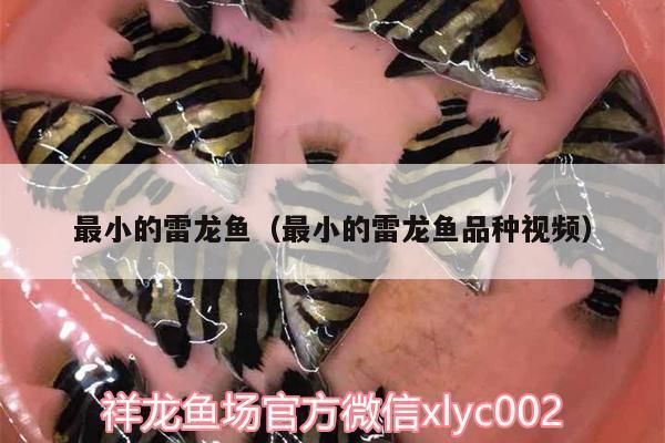 哪種雷龍魚體型最小（最小的雷龍魚品種是什么？）