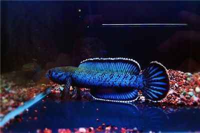 哪種雷龍魚體型最小（最小的雷龍魚品種是什么？）