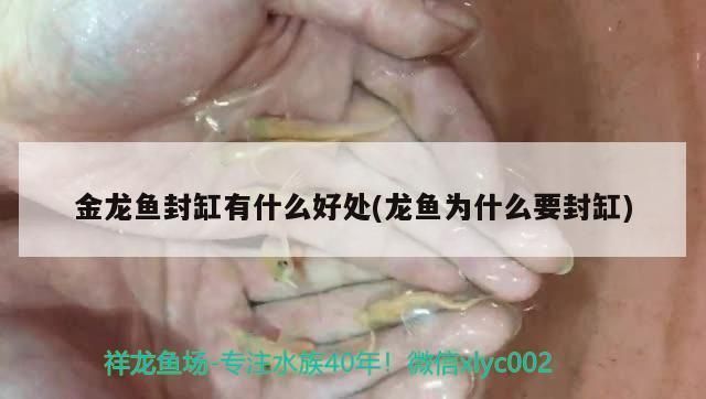 金龍魚封缸有什么好處（如何正確封缸養金龍魚）