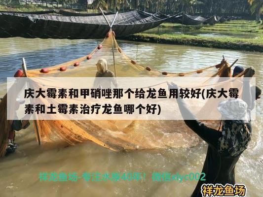 甲硝唑片能治龍魚蒙眼嗎：腸蟲清龍魚能用甲硝唑嗎，龍魚能用甲硝唑嗎 甲硝唑片能治龍魚蒙眼嗎：腸蟲清龍魚能用甲硝唑嗎，龍魚能用甲硝唑嗎 龍魚百科 第8張