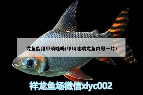 甲硝唑片能治龍魚蒙眼嗎：腸蟲清龍魚能用甲硝唑嗎，龍魚能用甲硝唑嗎 甲硝唑片能治龍魚蒙眼嗎：腸蟲清龍魚能用甲硝唑嗎，龍魚能用甲硝唑嗎 龍魚百科 第6張
