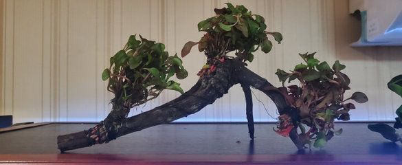 龍魚缸沉木造景圖：如何選擇適合龍魚缸沉木造景 龍魚缸沉木造景圖：如何選擇適合龍魚缸沉木造景 龍魚百科 第2張