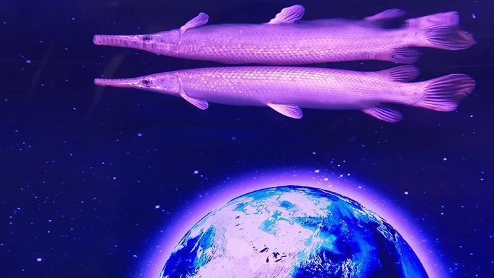 龍魚和鱷雀鱔混養：龍魚和鱷雀鱔混養的成功案例，