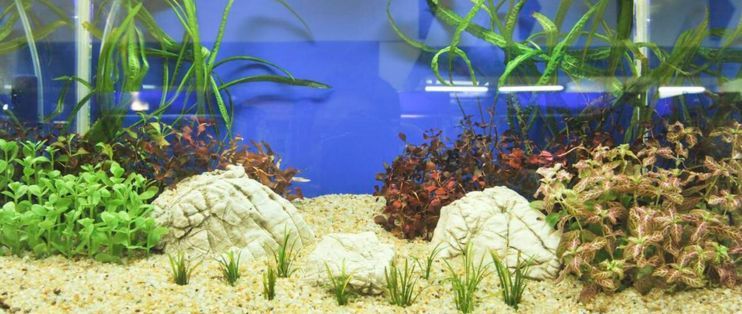 漂亮魚缸說說（魚缸與家居風格融合） 漂亮魚缸說說（魚缸與家居風格融合） 龍魚百科 第4張
