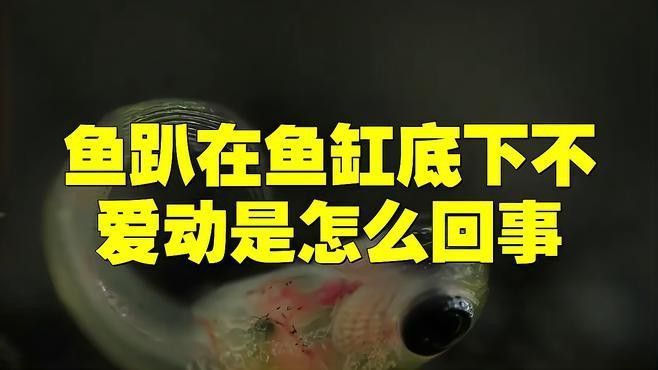 恐龍魚不愛游動就趴在缸底睡覺正常嗎