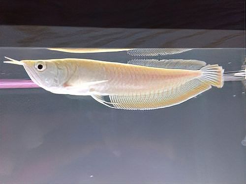 過背金龍魚金頭顯現后還會反垢嗎？