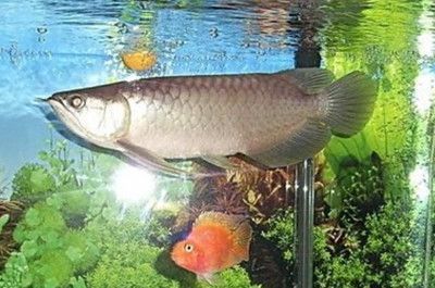 龍魚用藥后翻肚皮怎么回事兒?。糊堲~使用藥物后出現翻肚現象怎么辦？ 龍魚用藥后翻肚皮怎么回事兒啊：龍魚使用藥物后出現翻肚現象怎么辦？ 龍魚百科 第2張