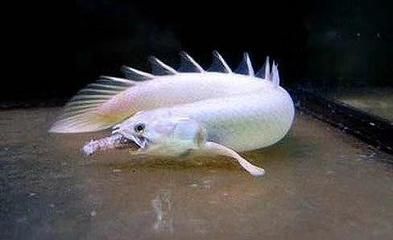 龍魚脾氣暴躁原因是什么引起的:龍魚脾氣暴躁的原因是什么引起的 龍魚百科 第2張 龍魚脾氣暴躁原因是什么引起的:龍魚脾氣暴躁的原因是什么引起的 龍魚脾氣暴躁原因是什么引起的:龍魚脾氣暴躁的原因是什么引起的 龍魚百科 第2張