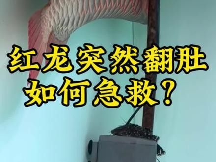 龍魚突然翻肚怎么急救 龍魚突然翻肚怎么急救 龍魚百科 第2張