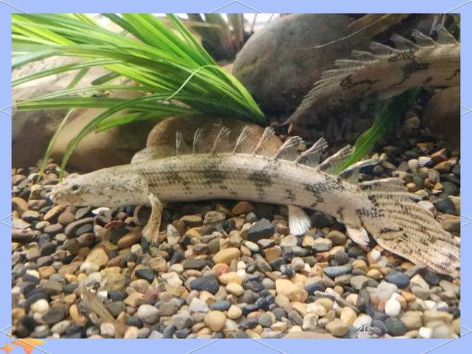 恐龍魚長什么樣子