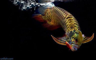 金龍魚底色淺：金龍魚底色淺可能有多種原因包括遺傳因素、營養(yǎng)因素和健康狀況等