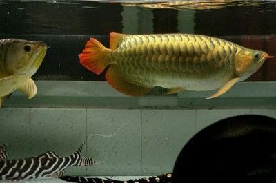 40以上的龍魚幾天喂一次（40厘米以上的龍魚喂食頻率應該是幾天喂一次呢） 40以上的龍魚幾天喂一次（40厘米以上的龍魚喂食頻率應該是幾天喂一次呢） 龍魚百科 第2張