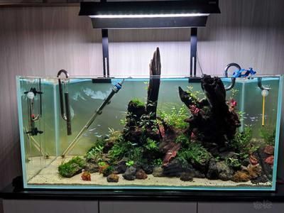 龍魚缸配什么底層魚好：龍魚缸配什么底層魚好，探索適合與您共處 龍魚缸配什么底層魚好：龍魚缸配什么底層魚好，探索適合與您共處 龍魚百科 第2張