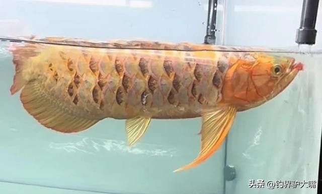 龍魚為什么要拔鱗片