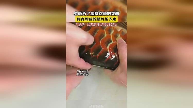 龍魚為什么要拔鱗片