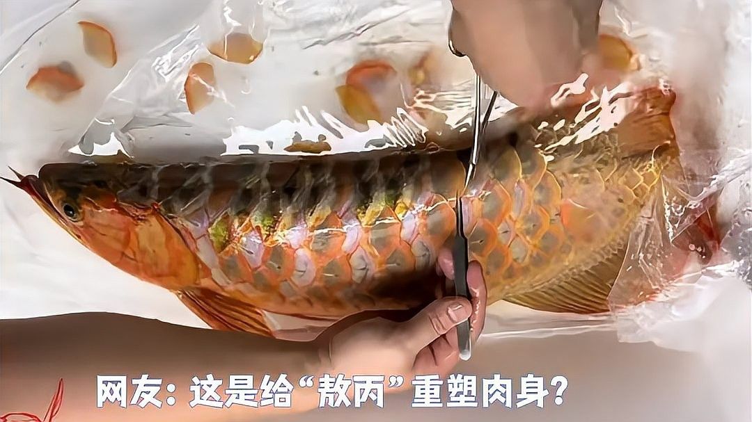 龍魚為什么要拔鱗片