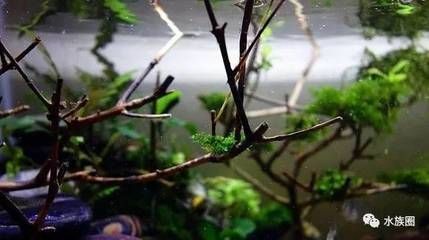 養(yǎng)龍魚溫度控制在幾度：養(yǎng)龍魚合適的溫度范圍是多少 養(yǎng)龍魚溫度控制在幾度：養(yǎng)龍魚合適的溫度范圍是多少 龍魚百科 第2張