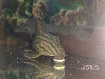 綠皮皇冠豹魚植物性餌料搭配（綠皮皇冠豹魚混養(yǎng)注意事項(xiàng)綠皮皇冠豹魚混養(yǎng)注意事項(xiàng)）