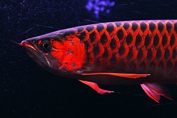 龍魚掉鱗片是怎么回事：龍魚為什么會掉鱗 龍魚掉鱗片是怎么回事：龍魚為什么會掉鱗 龍魚百科 第5張