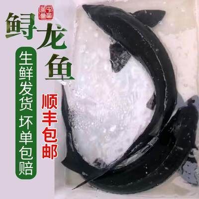 龍魚可以吃海鮮嗎怎么養(yǎng)：養(yǎng)殖龍魚時(shí)需要注意以下幾點(diǎn)措施，龍魚混養(yǎng)搭配建議