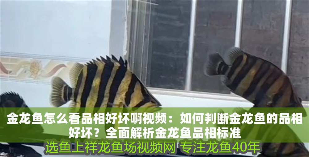 金龍魚怎么看品相好壞啊視頻：如何判斷金龍魚的品相好壞？全面解析金龍魚品相標準