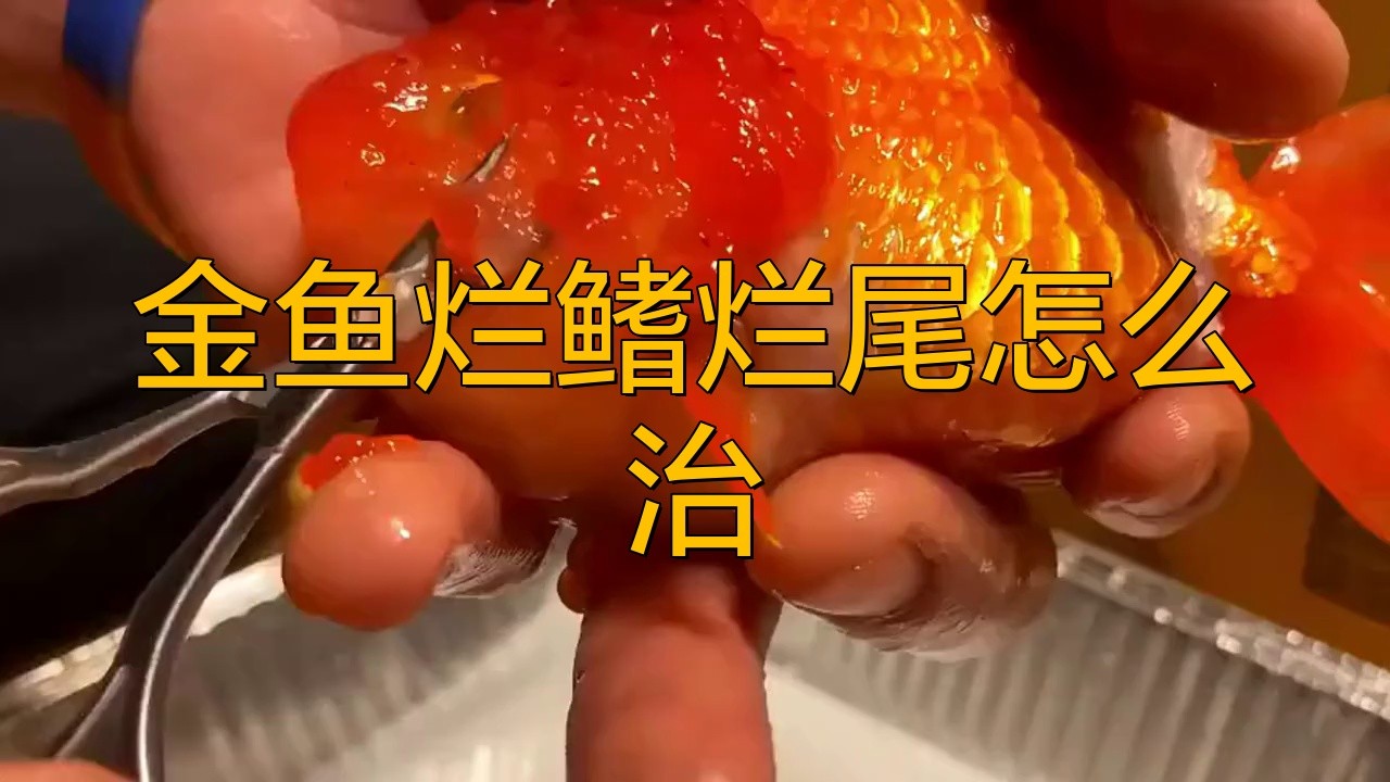治療龍睛金魚爛尾病的方法有哪些？