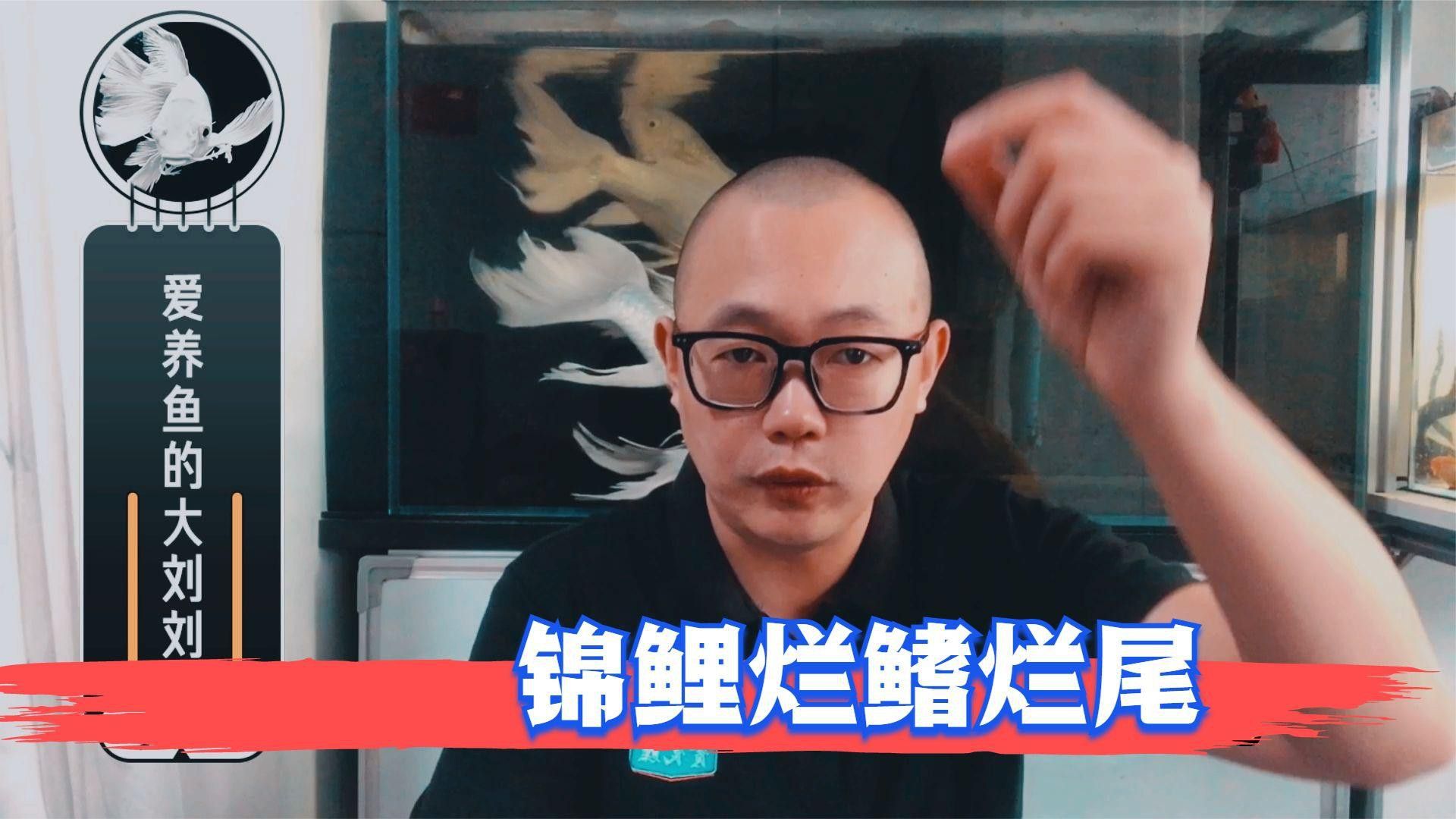 治療龍睛金魚爛尾病的方法有哪些？