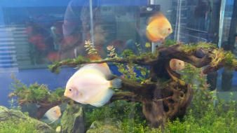 紅龍魚的增色藥怎么用：紅龍魚增色藥怎么用紅龍魚增色藥使用應(yīng)謹慎