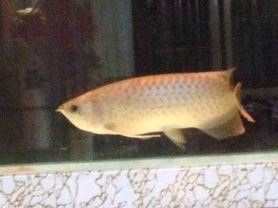 龍魚身上有白點白毛是否一樣:龍魚身上出現白點和白毛是什么原因引起的 龍魚百科 第5張 龍魚身上有白點白毛是否一樣:龍魚身上出現白點和白毛是什么原因引起的 龍魚身上有白點白毛是否一樣:龍魚身上出現白點和白毛是什么原因引起的 龍魚百科 第5張