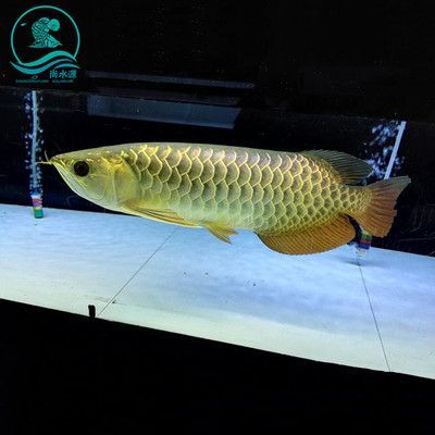 高背金龍魚用什么燈光：高背金龍魚用什么燈光，