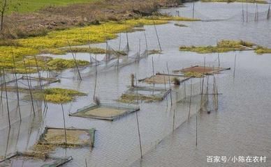 龍魚不吃食怎么調理：龍魚不吃食可能由多種因素引起龍魚不吃食的因素引起