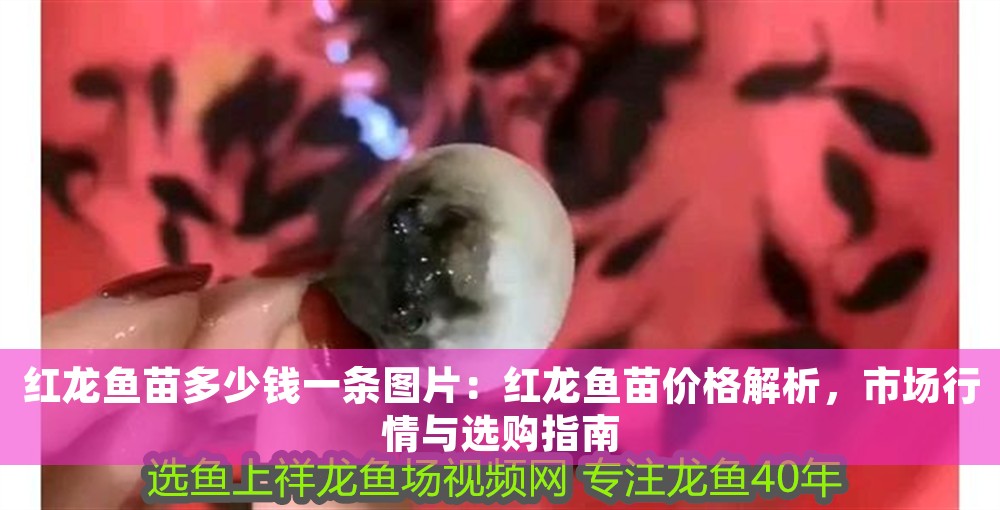 紅龍魚苗多少錢一條圖片：紅龍魚苗價格解析，市場行情與選購指南 紅龍魚苗多少錢一條圖片：紅龍魚苗價格解析，市場行情與選購指南 龍魚百科 第1張