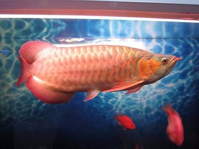 除了金龍魚還有什么魚有可比性的（金龍魚與什么魚混養比較好？）
