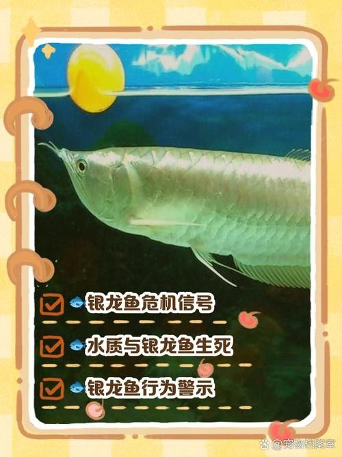 銀龍魚魚鱗發紅怎么回事兒圖片