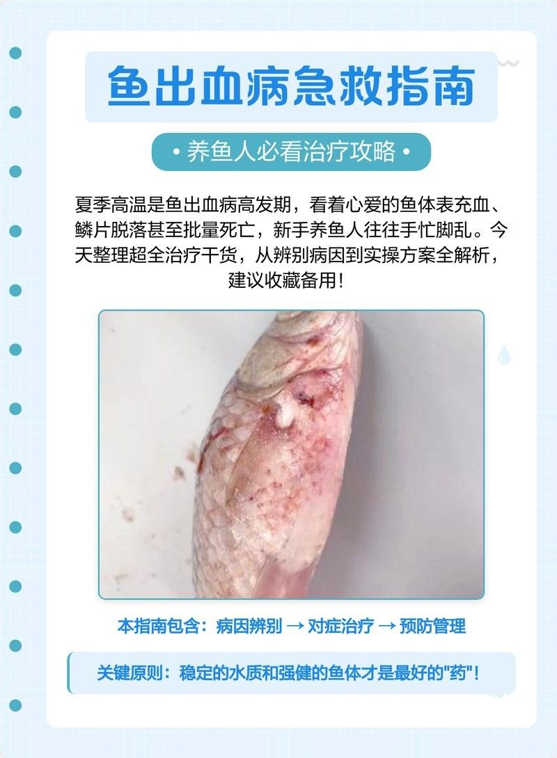 銀龍魚魚鱗發紅怎么回事兒圖片