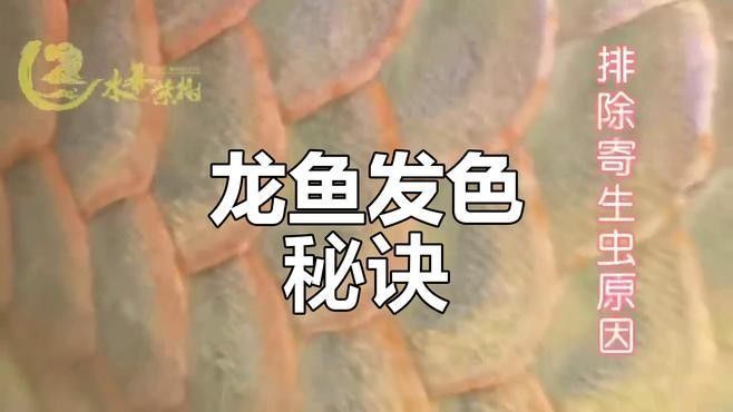 銀龍魚魚鱗發紅怎么回事兒圖片