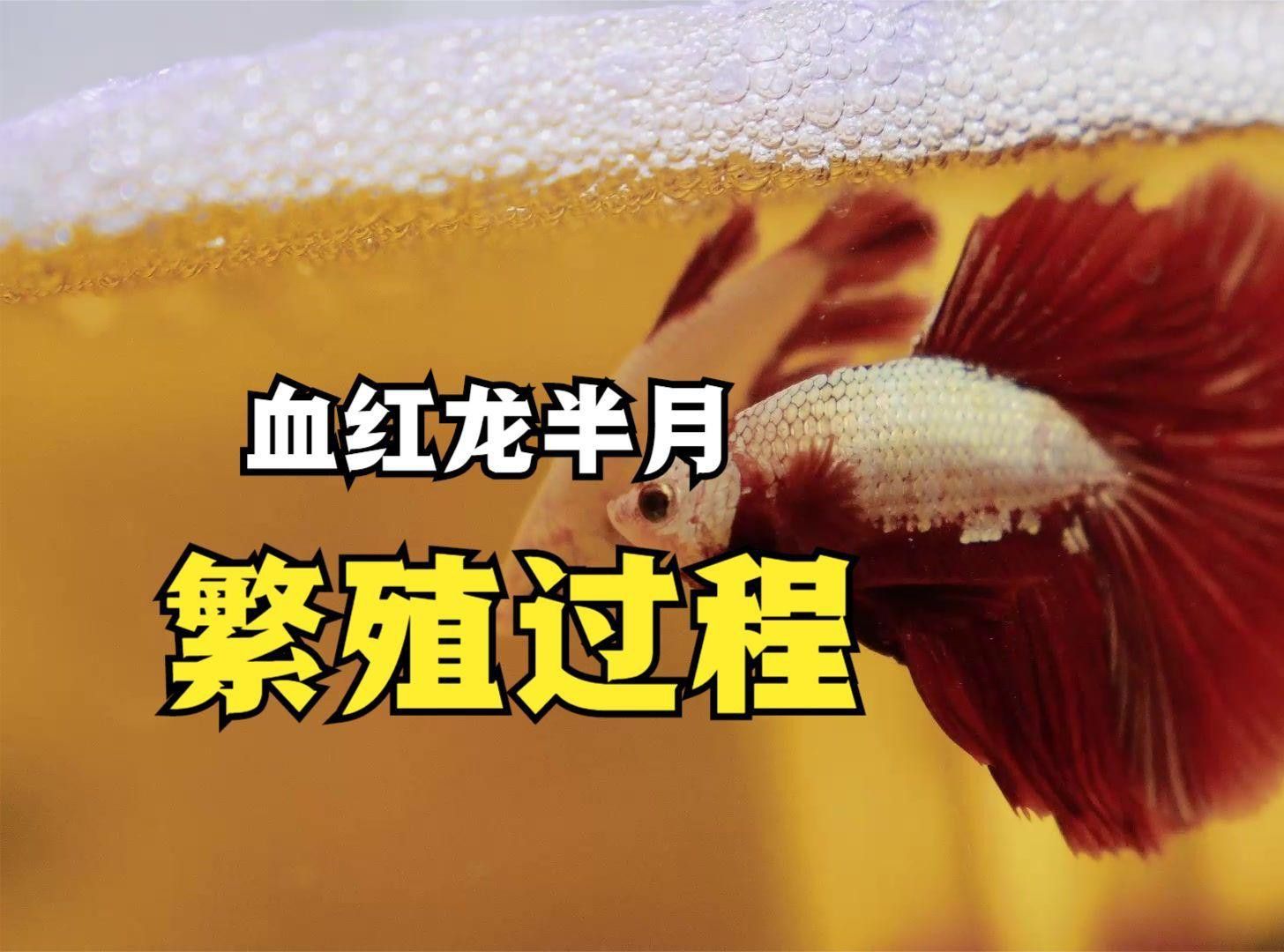 紫燕血紅龍的繁殖情況 紫燕血紅龍的繁殖情況 龍魚百科 第3張