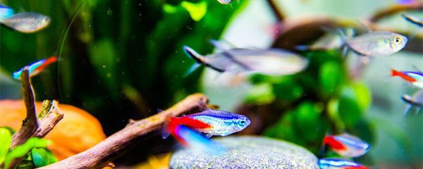 紅龍魚眼睛往里凹了一塊肉是什么情況（紅龍魚眼睛往里凹了一塊肉是什么情況啊）
