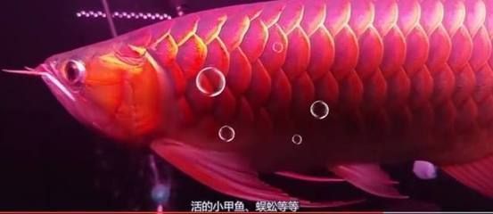 金龍魚與銀龍魚混養（金龍魚和銀龍魚混養時應注意哪些問題，龍魚繁殖期如何減壓）