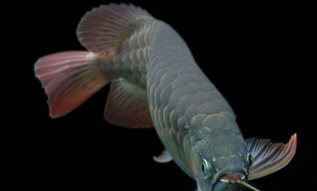 金龍魚與銀龍魚混養（金龍魚和銀龍魚混養時應注意哪些問題，龍魚繁殖期如何減壓）