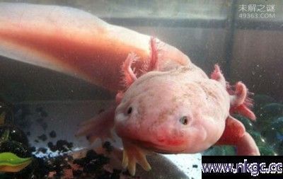 龍魚得病死了有什么預(yù)兆嗎視頻大全：關(guān)于龍魚得病死亡的預(yù)兆 龍魚得病死了有什么預(yù)兆嗎視頻大全：關(guān)于龍魚得病死亡的預(yù)兆 龍魚百科 第5張