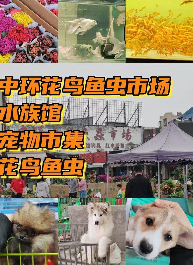 天津紅龍魚批發(fā)地址電話 天津紅龍魚批發(fā)地址電話 龍魚百科 第4張