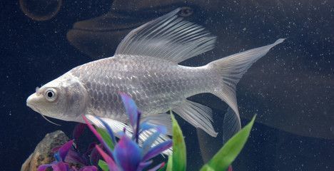 龍魚蝴蝶鯉混養(yǎng)方法：龍魚蝴蝶鯉混養(yǎng)ph值調(diào)節(jié)方法龍魚蝴蝶鯉混養(yǎng)ph值調(diào)節(jié)方法 龍魚蝴蝶鯉混養(yǎng)方法：龍魚蝴蝶鯉混養(yǎng)ph值調(diào)節(jié)方法龍魚蝴蝶鯉混養(yǎng)ph值調(diào)節(jié)方法 龍魚百科 第2張
