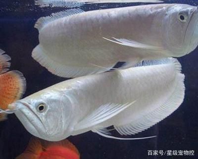 龍魚喂食后換水：喂食龍魚后換水是一項需要謹(jǐn)慎考慮的任務(wù)是一項需要考慮的任務(wù)